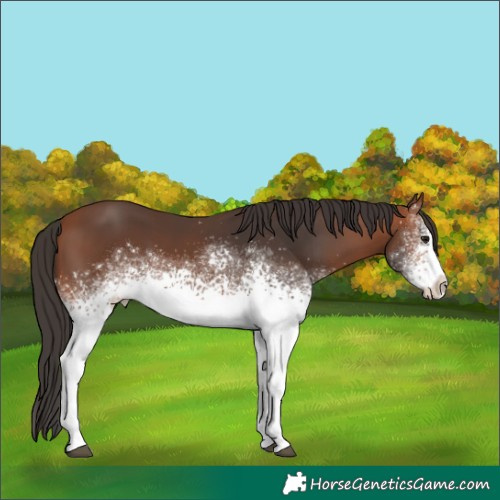 Horse Color:White Spotted Bay 
