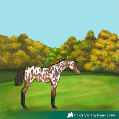 Horse Color:Bay Appaloosa 