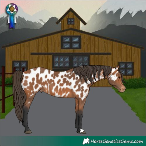 Horse Color:Bay Appaloosa 