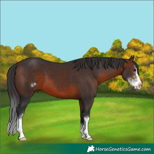 Horse Color:Brown Sabino 