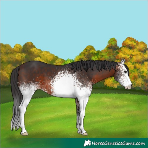 Horse Color:White Spotted Brown