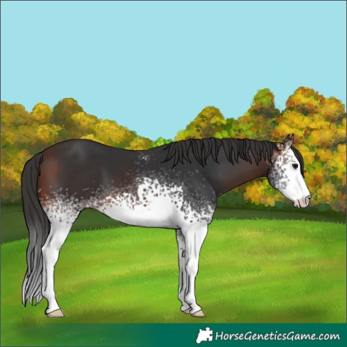 Horse Color:White Spotted Brown 