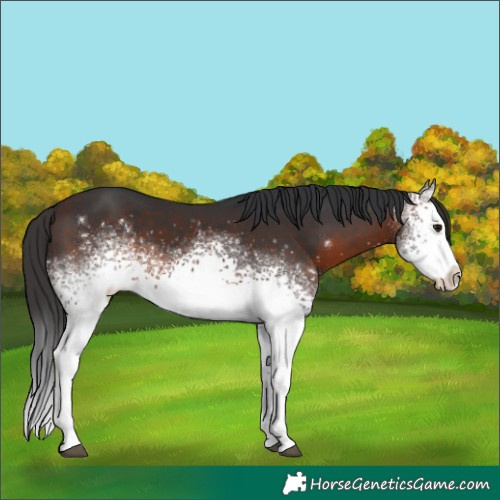 Horse Color:White Spotted Brown 