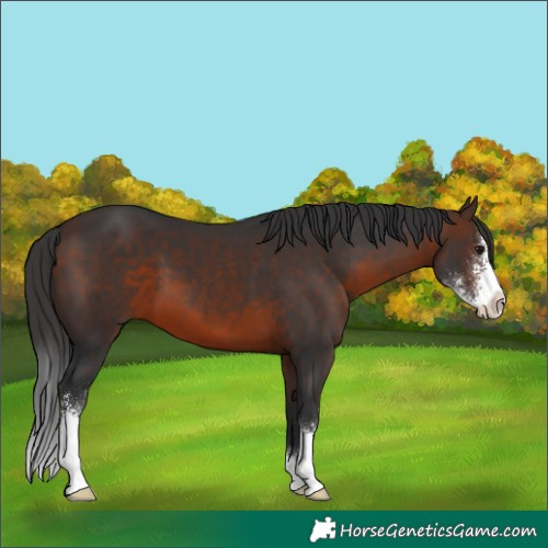 Horse Color:Brown Sabino