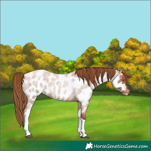 Horse Color:Brown Roan Pearl Tobiano Appaloosa 