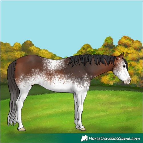 Horse Color:White Spotted Bay 