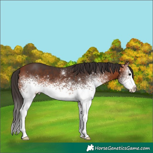 Horse Color:White Spotted Bay 
