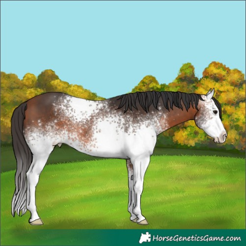 Horse Color:White Spotted Bay