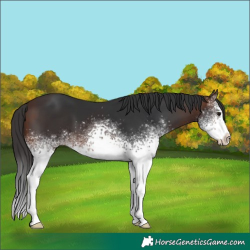 Horse Color:White Spotted Brown
