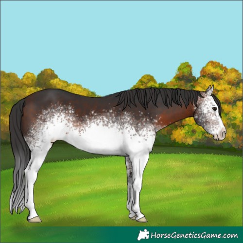 Horse Color:White Spotted Brown 