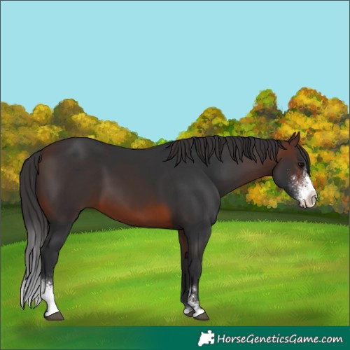 Horse Color:Brown Sabino 