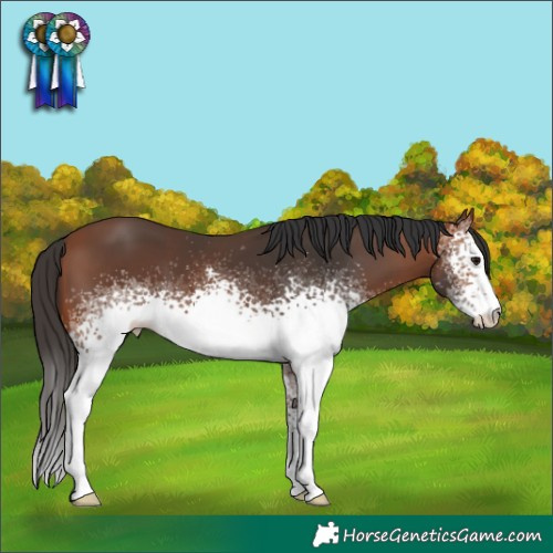 Horse Color:White Spotted Bay 