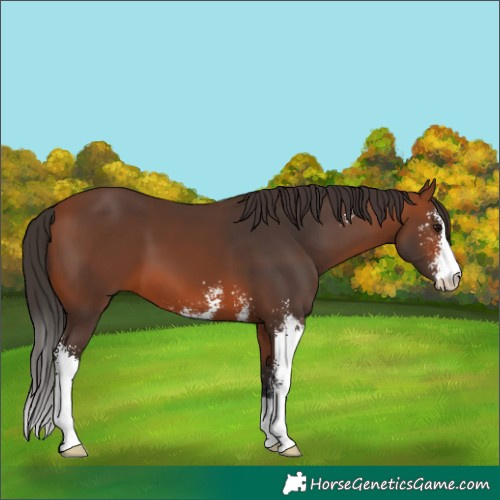 Horse Color:Bay Sabino 