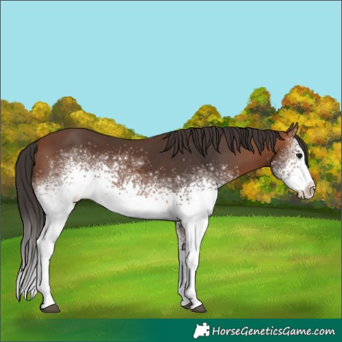 Horse Color:White Spotted Bay 