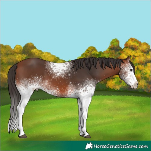 Horse Color:White Spotted Bay