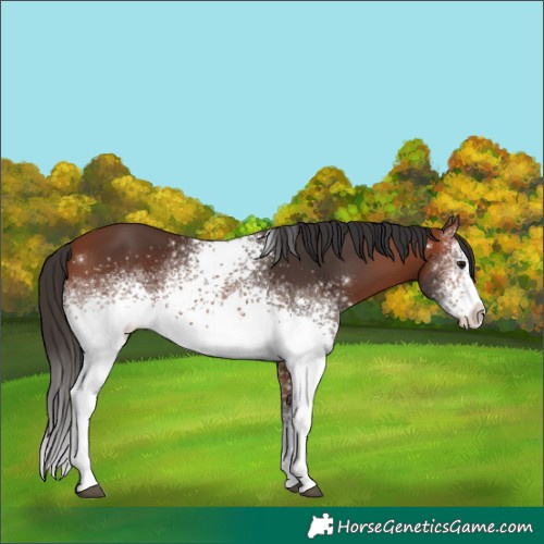 Horse Color:White Spotted Bay