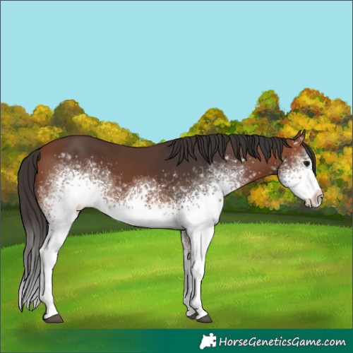 Horse Color:White Spotted Bay 