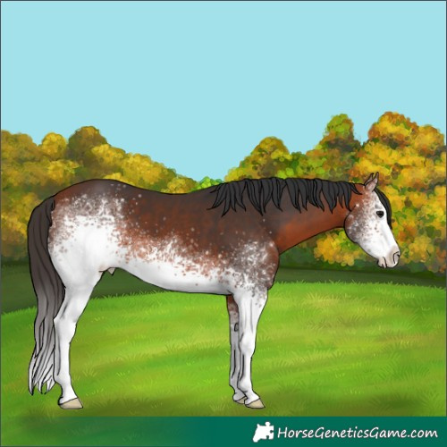 Horse Color:White Spotted Bay 