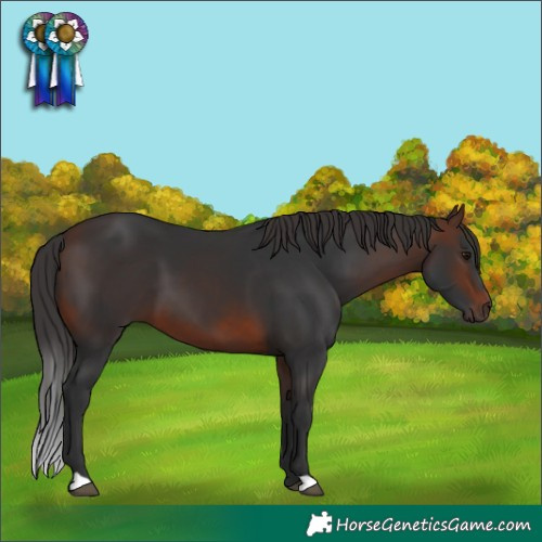 Horse Color:Brown 