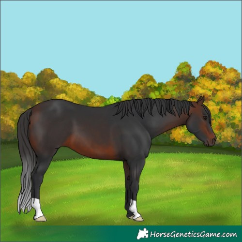 Horse Color:Brown 