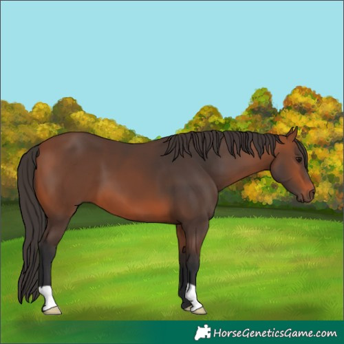 Horse Color:Bay 