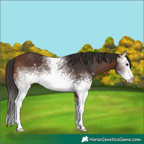 Horse Color:White Spotted Brown 