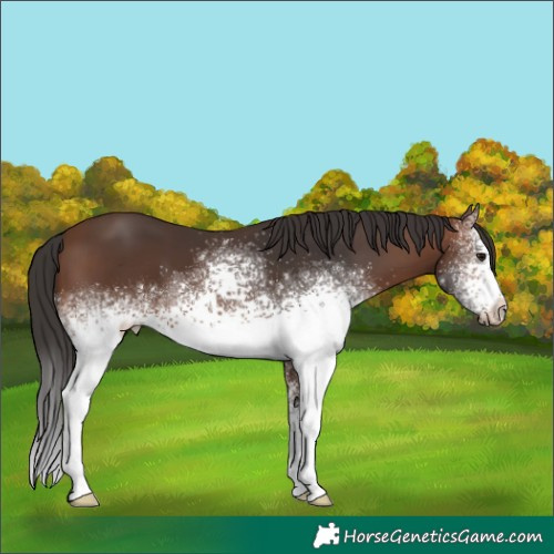 Horse Color:White Spotted Brown