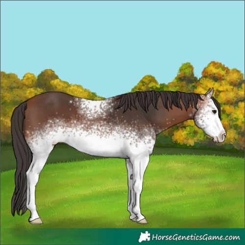 Horse Color:White Spotted Bay