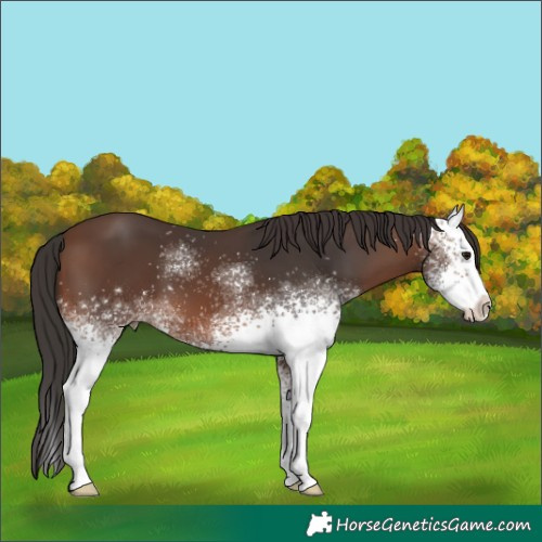 Horse Color:White Spotted Brown