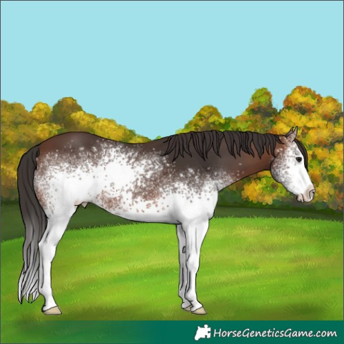 Horse Color:White Spotted Brown