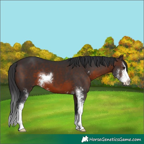 Horse Color:Brown Sabino