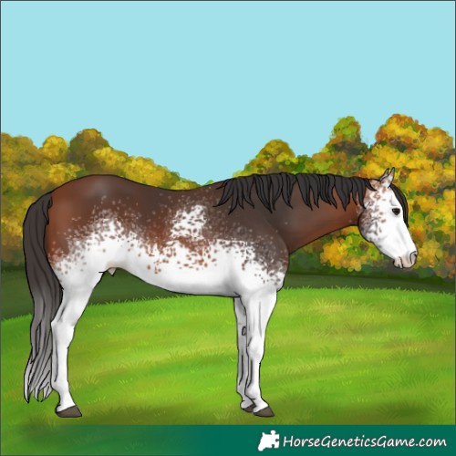 Horse Color:White Spotted Bay