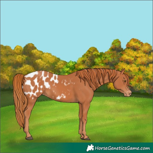 Horse Color:Chestnut Appaloosa
