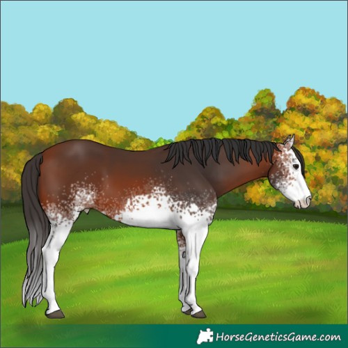 Horse Color:White Spotted Bay 