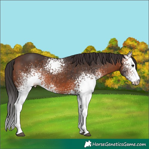 Horse Color:White Spotted Brown