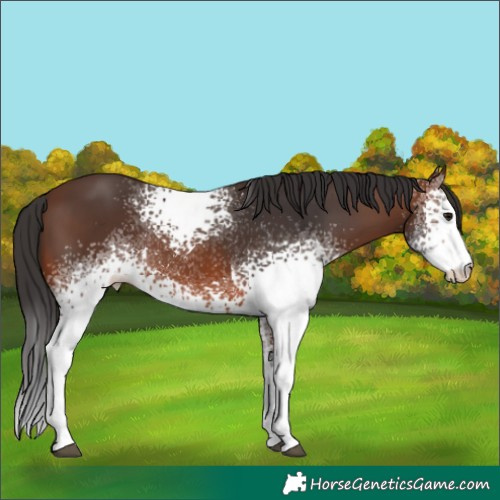 Horse Color:White Spotted Brown 
