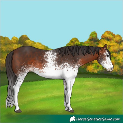 Horse Color:White Spotted Brown 