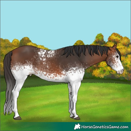 Horse Color:White Spotted Bay