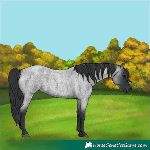 Horse Color:Blue Roan