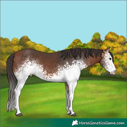 Horse Color:White Spotted Bay
