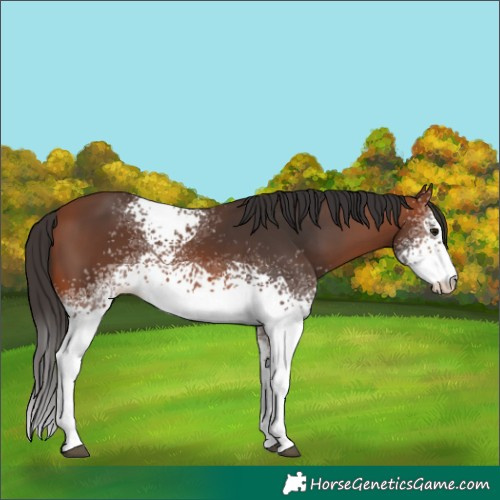 Horse Color:White Spotted Bay 