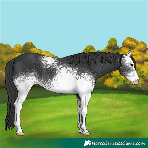 Horse Color:White Spotted Black 