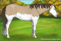 Horse Color:Amber Cream Champagne Roan Splash 