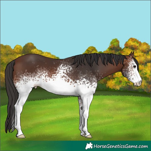 Horse Color:White Spotted Brown