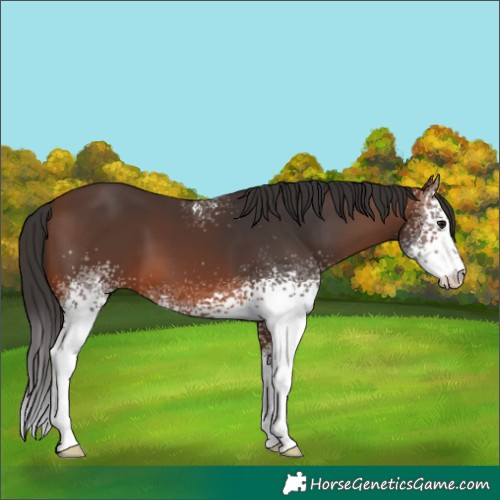 Horse Color:White Spotted Brown