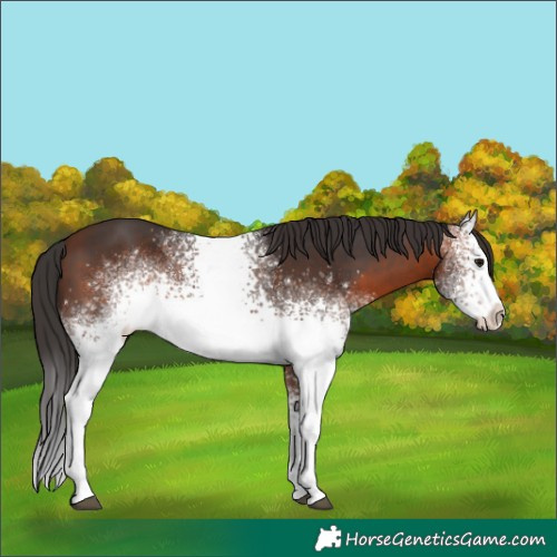 Horse Color:White Spotted Brown