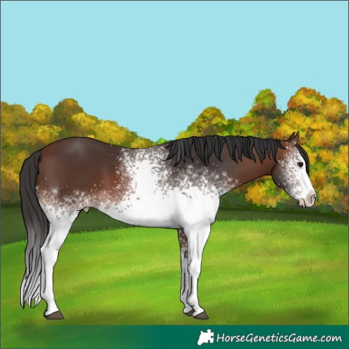 Horse Color:White Spotted Brown 