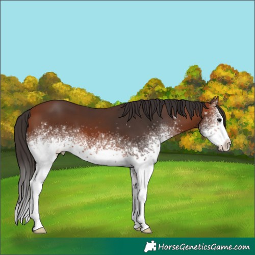 Horse Color:White Spotted Bay