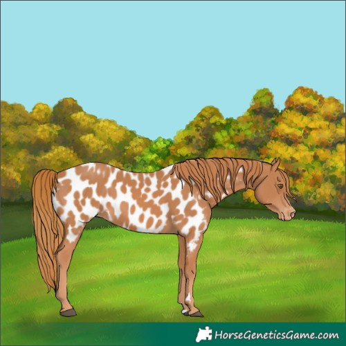 Horse Color:Chestnut Appaloosa