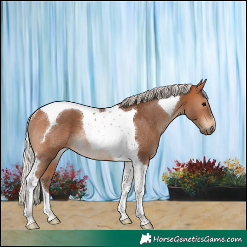 Horse Color:Silver Bay Tobiano Rabicano